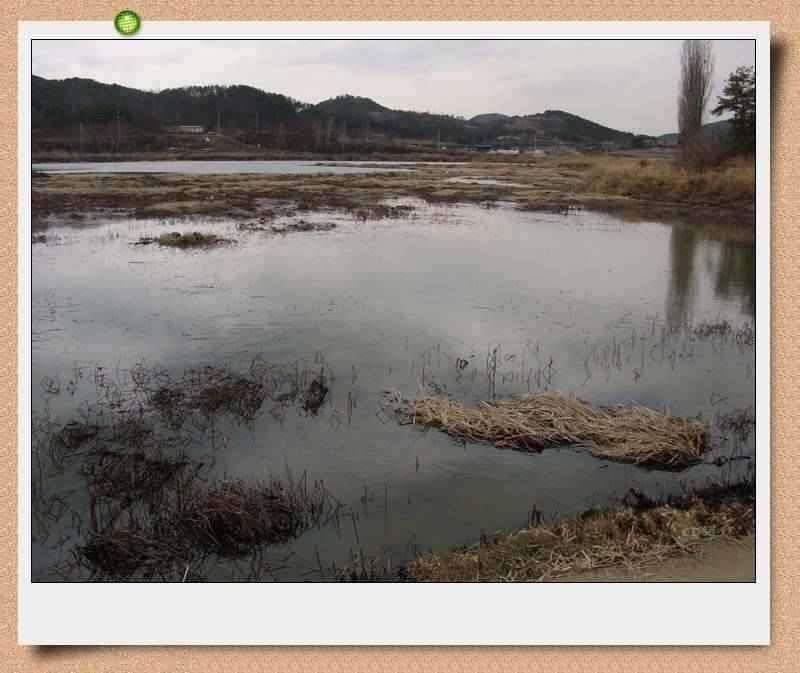 이방늪 답사 (조황조행기 - 특파원조황)