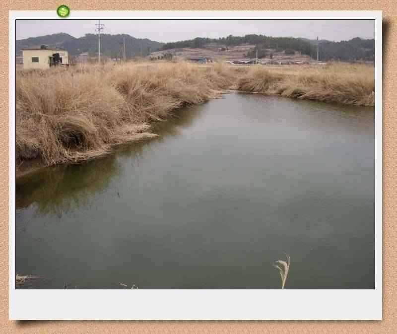 이방늪 답사 (조황조행기 - 특파원조황)