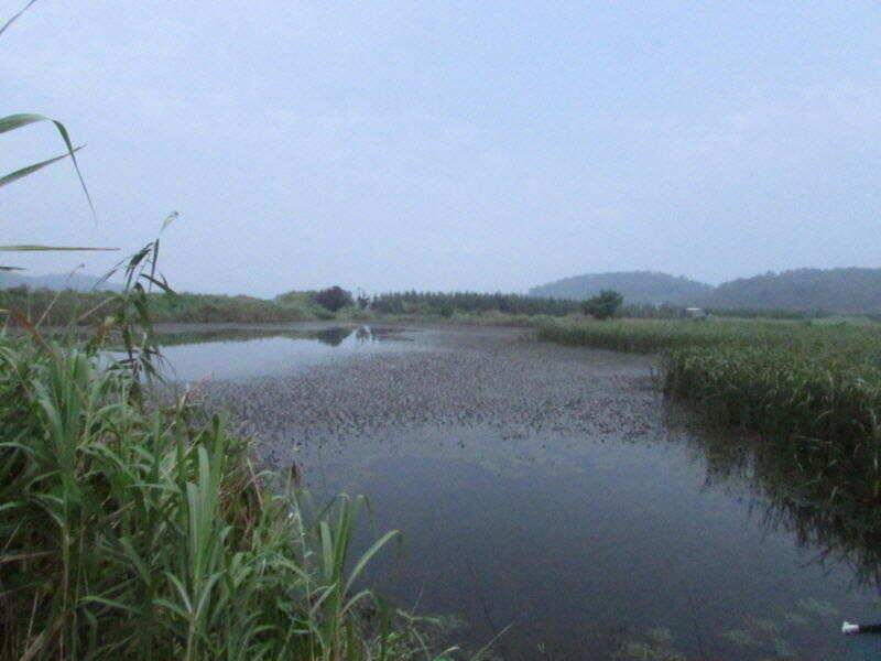 8월 마지막주 조황입니다 (조황조행기 - 특파원조황)