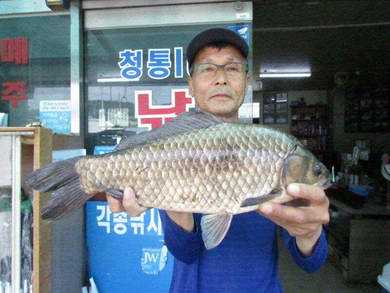 5월 마지막주 조황소식입니다 (조황조행기 - 특파원조황)