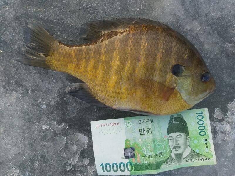 고삼지 소식 (조황조행기 - 특파원조황)
