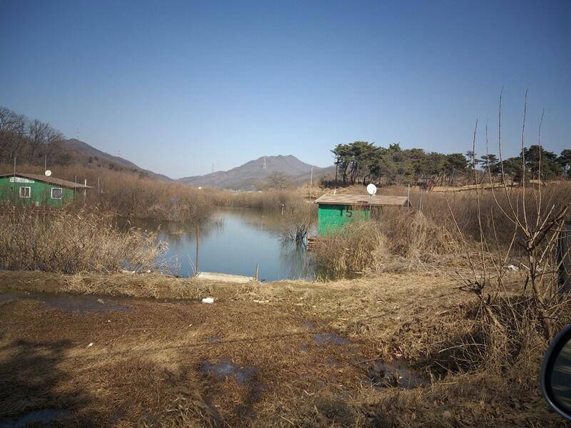 고삼지붕어들이 움직입니다 (조황조행기 - 특파원조황)