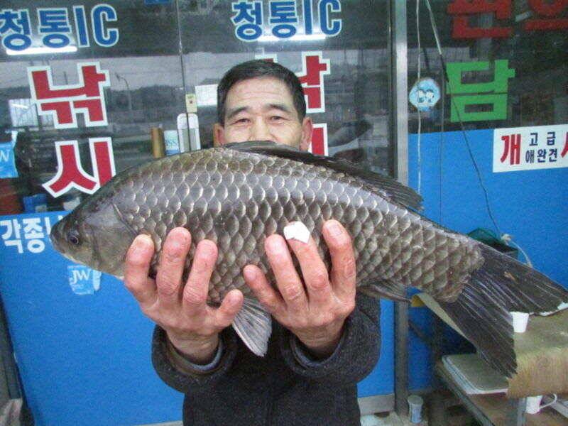 5월 첫주 조황 소식입니다 (조황조행기 - 특파원조황)