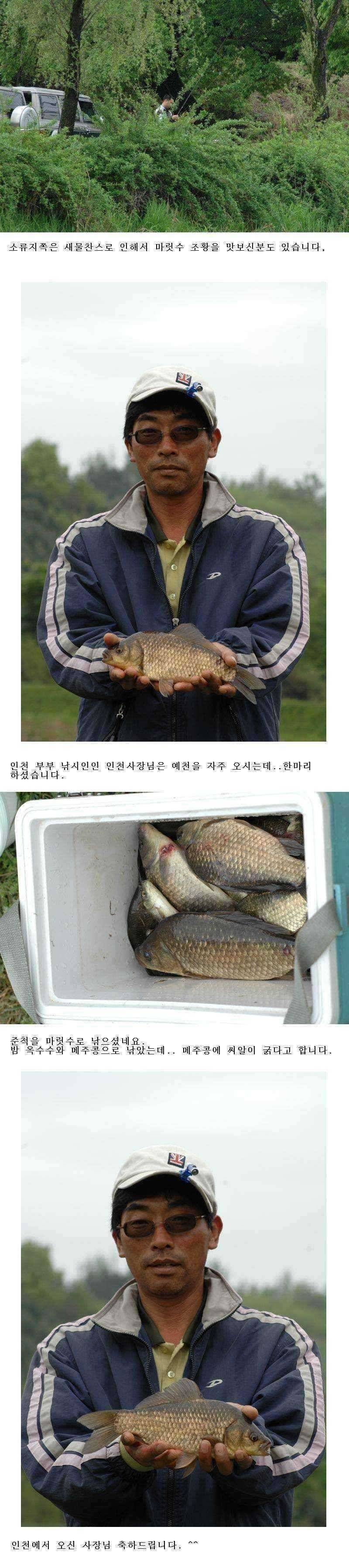 예천 주말 조황 (조황조행기 - 특파원조황)