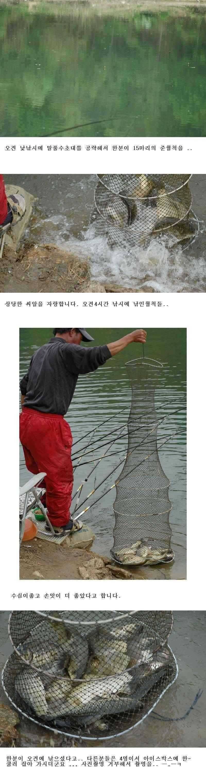 예천 주말 조황 (조황조행기 - 특파원조황)