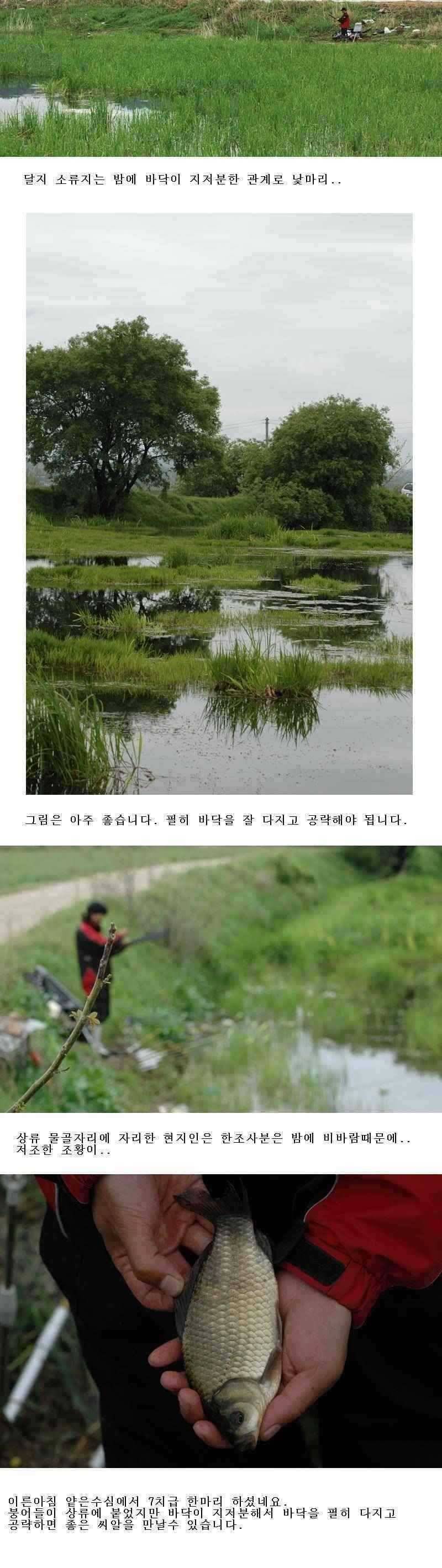 예천 주말 조황 (조황조행기 - 특파원조황)