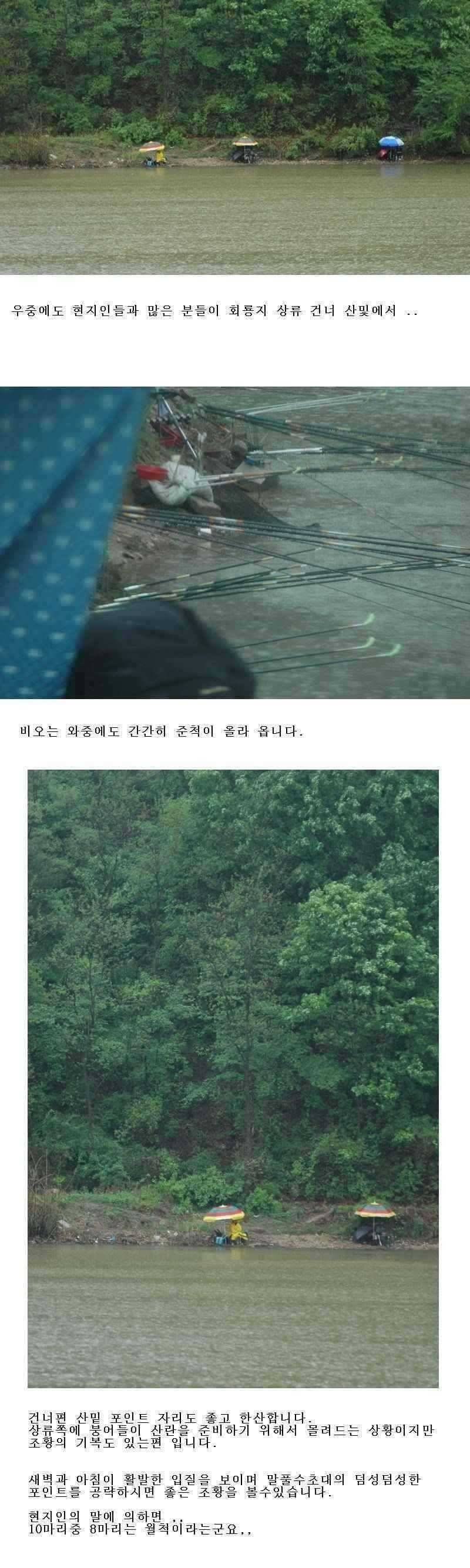 예천 주말 조황 (조황조행기 - 특파원조황)