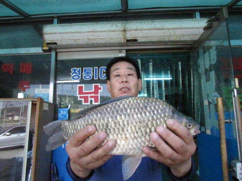 7월 4주차 조황입니다 (조황조행기 - 특파원조황)