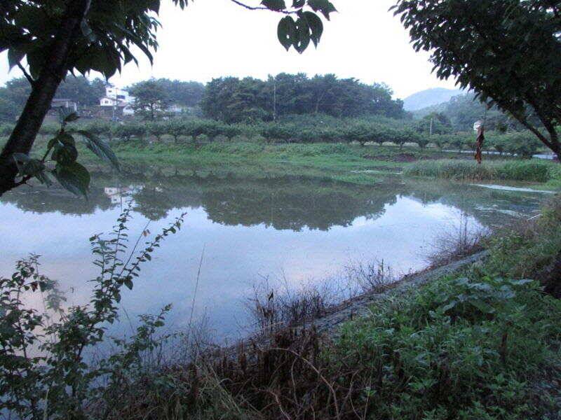 7월 첫주 조황입니다 (조황조행기 - 특파원조황)