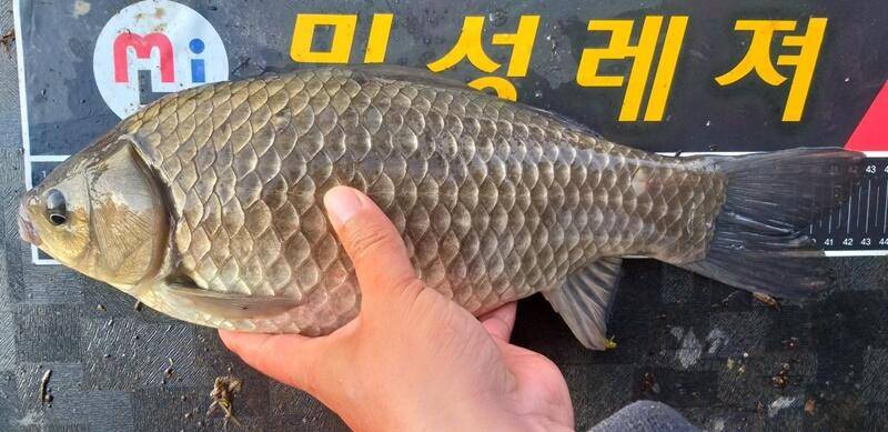 43cm 대물무료터 청미천 (조황조행기 - 특파원조황)
