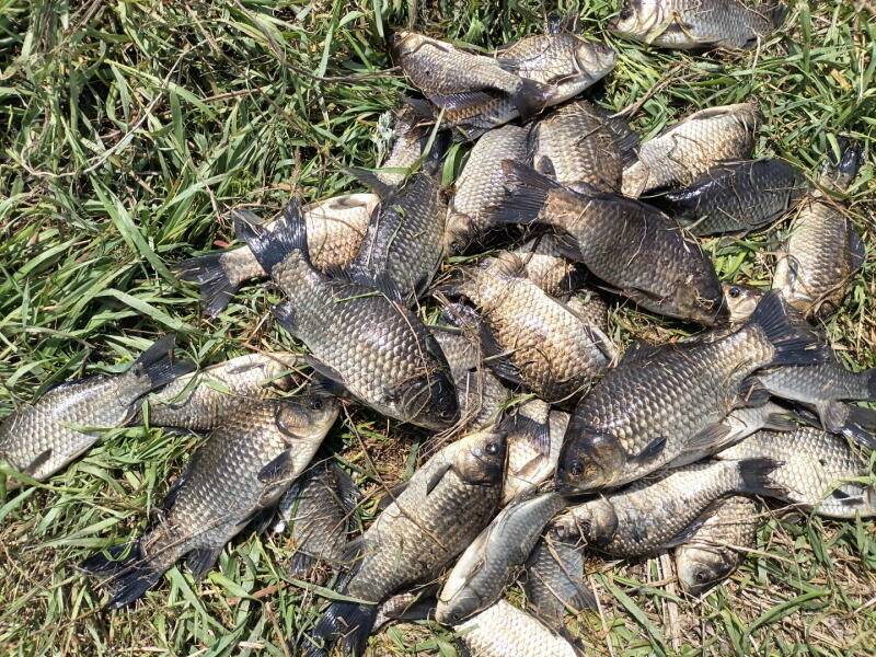 420 안면도권 저수지 및 수로 주중 떼월척과 마릿수 관고기 조황 (조황조행기 - 특파원조황)