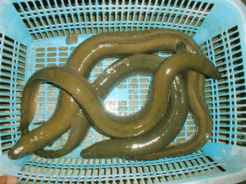 충주호 대물장어에 손맛보신분이 많네요 (조황조행기 - 특파원조황)