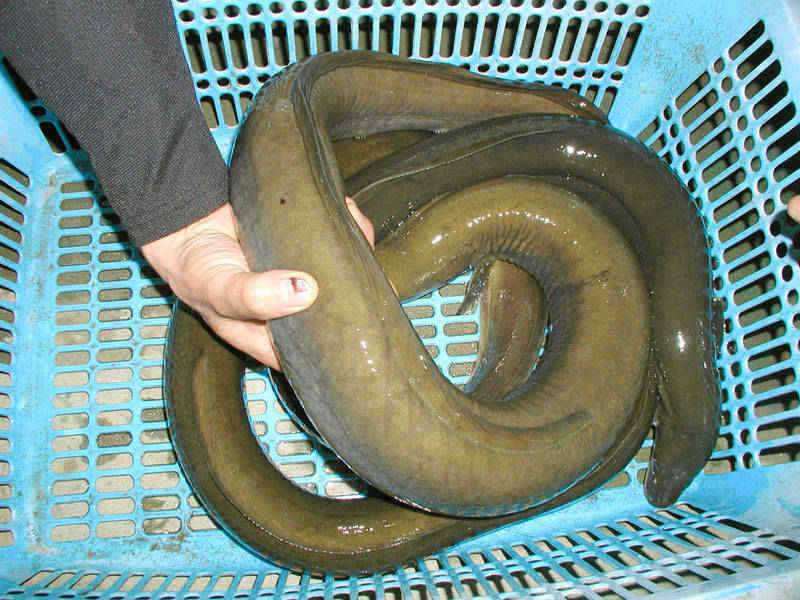 충주호 대물장어에 손맛보신분이 많네요 (조황조행기 - 특파원조황)