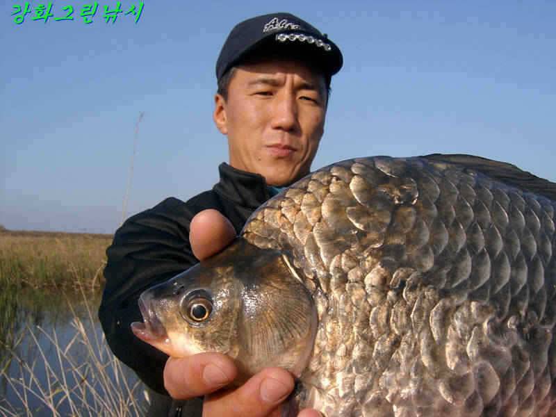 강화 어류정수로 44cm 대물 붕어 입니다 (조황조행기 - 특파원조황)