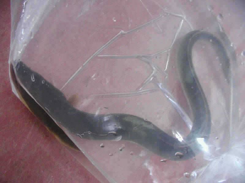 충주호 대물장어에 손맛보신분이 많네요 (조황조행기 - 특파원조황)