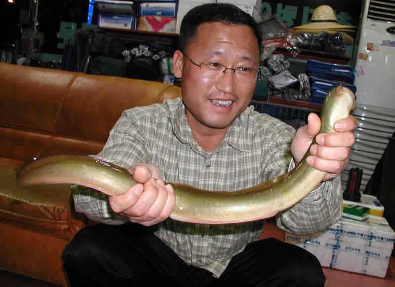 충주호 대물장어에 손맛보신분이 많네요 (조황조행기 - 특파원조황)