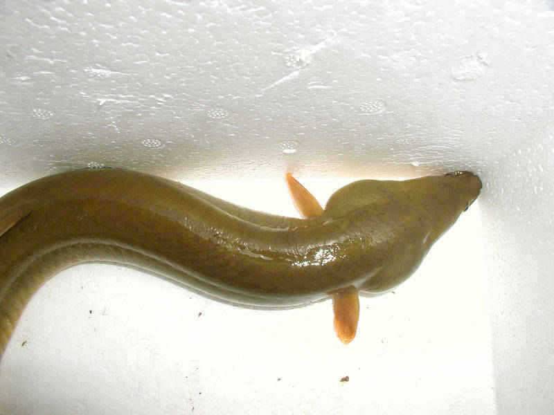 충주호 대물장어에 손맛보신분이 많네요 (조황조행기 - 특파원조황)