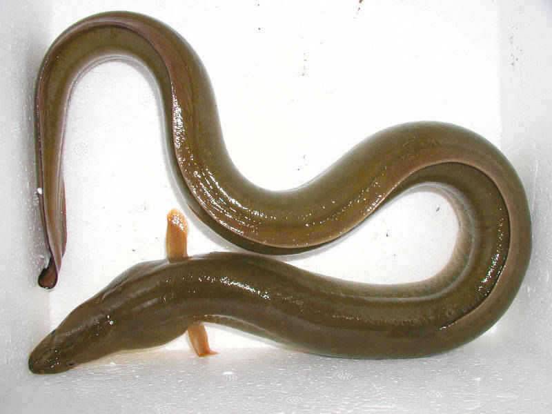 충주호 대물장어에 손맛보신분이 많네요 (조황조행기 - 특파원조황)