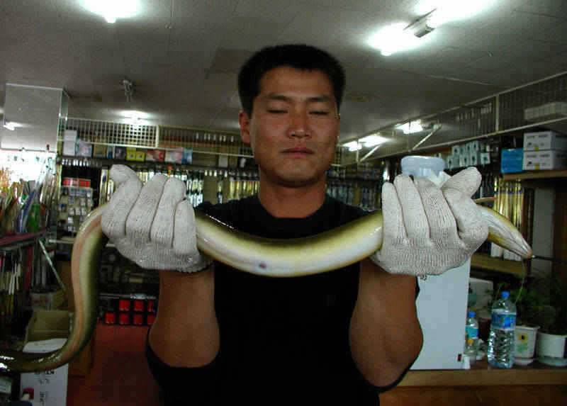 충주호 대물장어에 손맛보신분이 많네요 (조황조행기 - 특파원조황)
