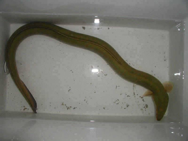 충주호 대물장어에 손맛보신분이 많네요 (조황조행기 - 특파원조황)