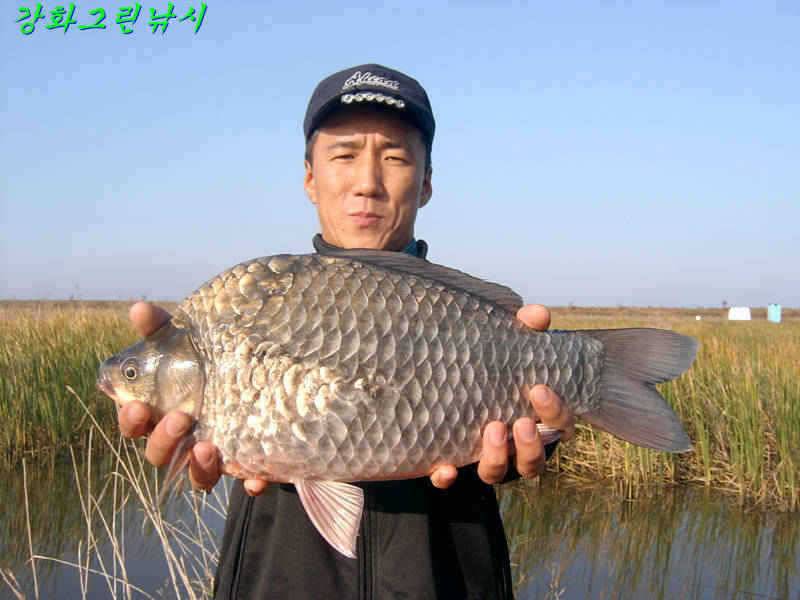 강화 어류정수로 44cm 대물 붕어 입니다 (조황조행기 - 특파원조황)