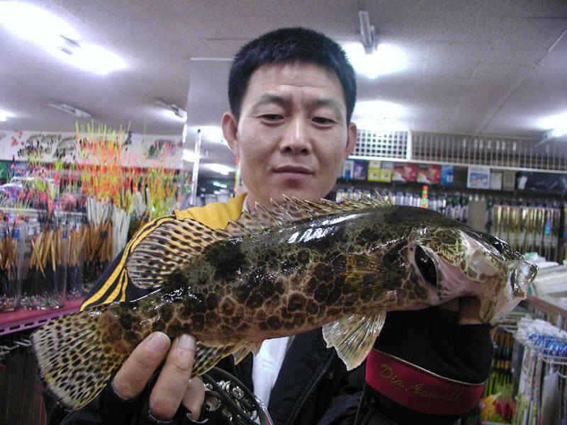 충주호 5월20일부터 쏘가리 금어기현재 호조황 이어져 (조황조행기 - 특파원조황)