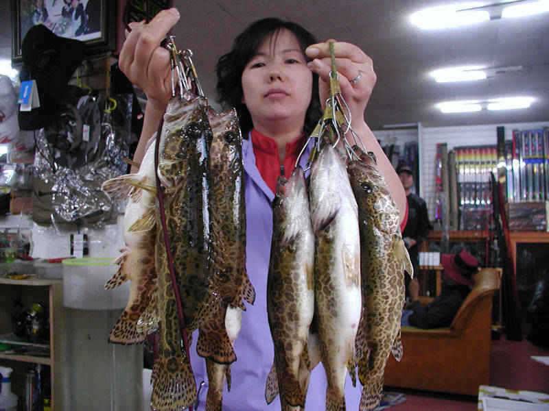 충주호 5월20일부터 쏘가리 금어기현재 호조황 이어져 (조황조행기 - 특파원조황)