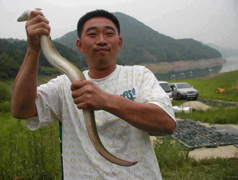 충주호 오름수위속에 붕어 장어낚시 조황살아날것으로 전망 (조황조행기 - 특파원조황)