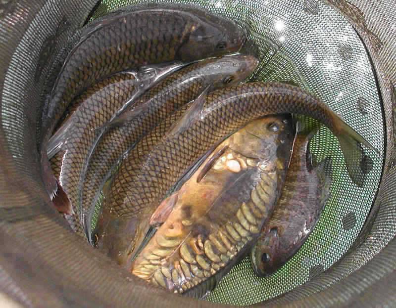충주호 목벌낚시터 손맛은 진하게 보셨네요 (조황조행기 - 특파원조황)