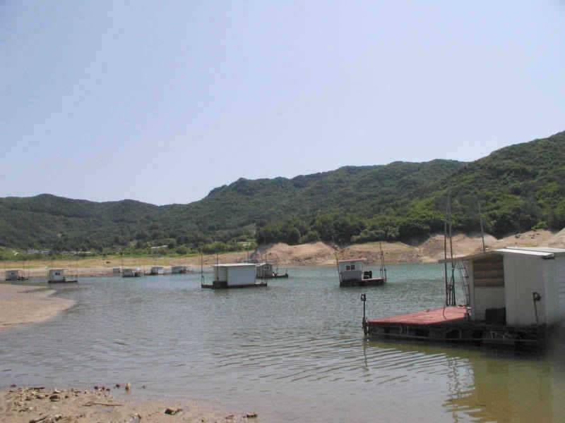충주호 중하류권에서 붕어입질이 (조황조행기 - 특파원조황)