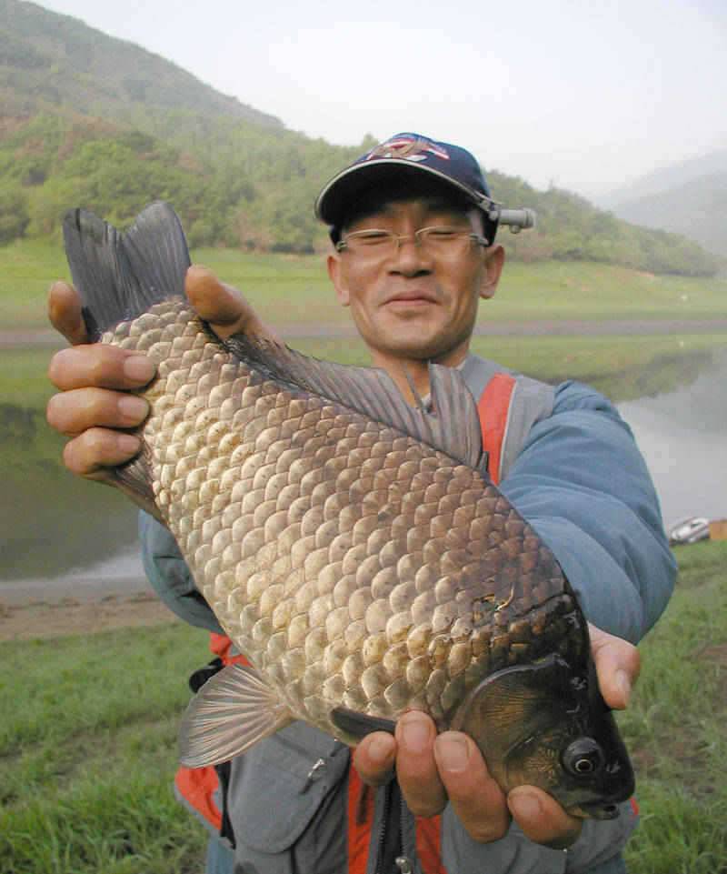 충주호 명서리 노지에서 4짜대물붕어 장어 메기까지 (조황조행기 - 특파원조황)