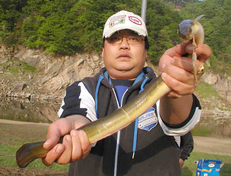 충주호 명서리 노지에서 4짜대물붕어 장어 메기까지 (조황조행기 - 특파원조황)