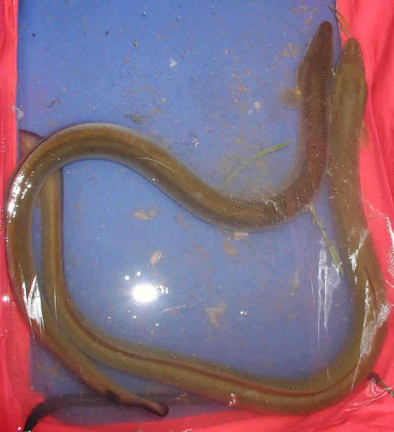 충주호 장어낚시 이제부터 시작입니다 (조황조행기 - 특파원조황)