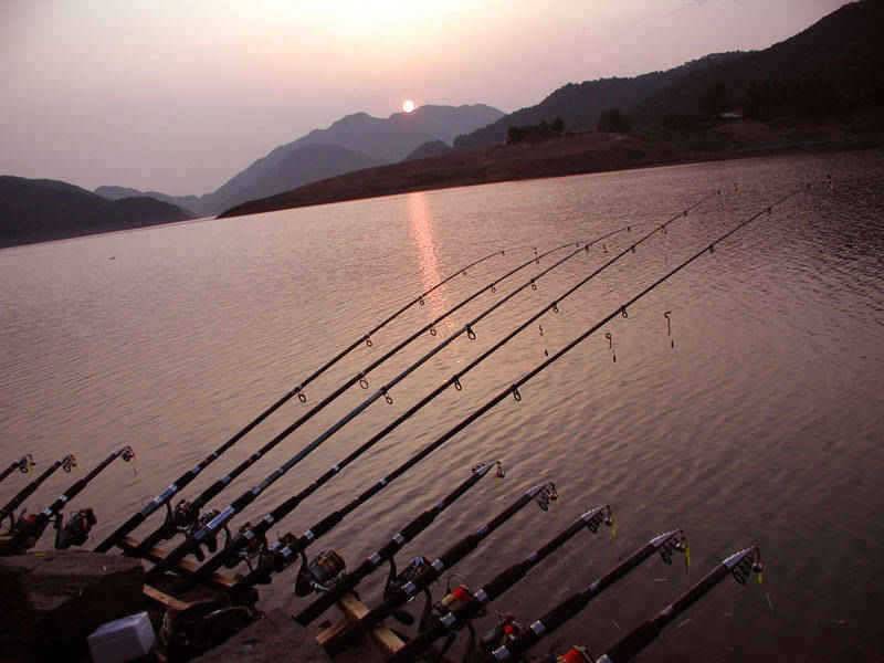 충주호 본류권에서도 장어입질이 시작 빨래판 향어모습 (조황조행기 - 특파원조황)