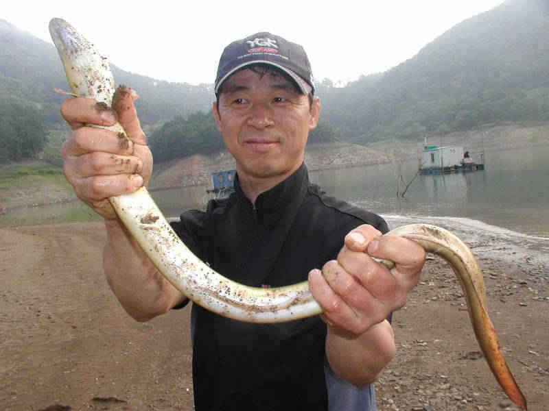 충주호 본류권에서도 장어입질이 시작 빨래판 향어모습 (조황조행기 - 특파원조황)
