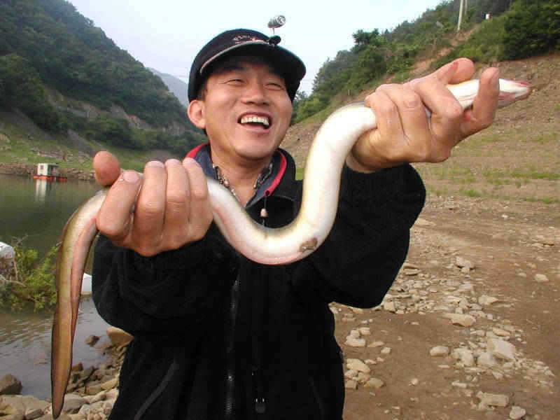 충주호 본류권에서도 장어입질이 시작 빨래판 향어모습 (조황조행기 - 특파원조황)