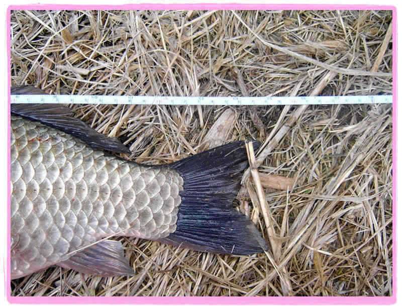 강화권 조황 입니다 (조황조행기 - 특파원조황)