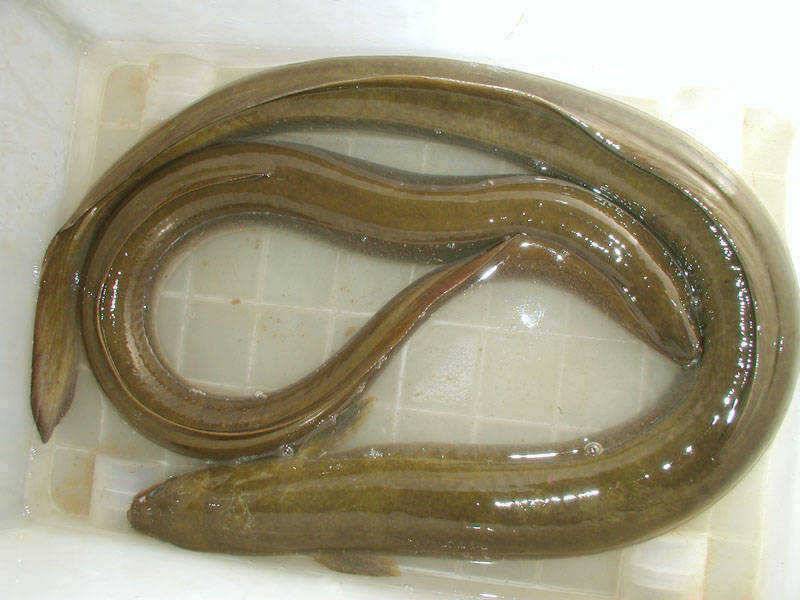 충주호 2007최대어 후보 1순위 29kg의 아나콘다가 낚이다 (조황조행기 - 특파원조황)