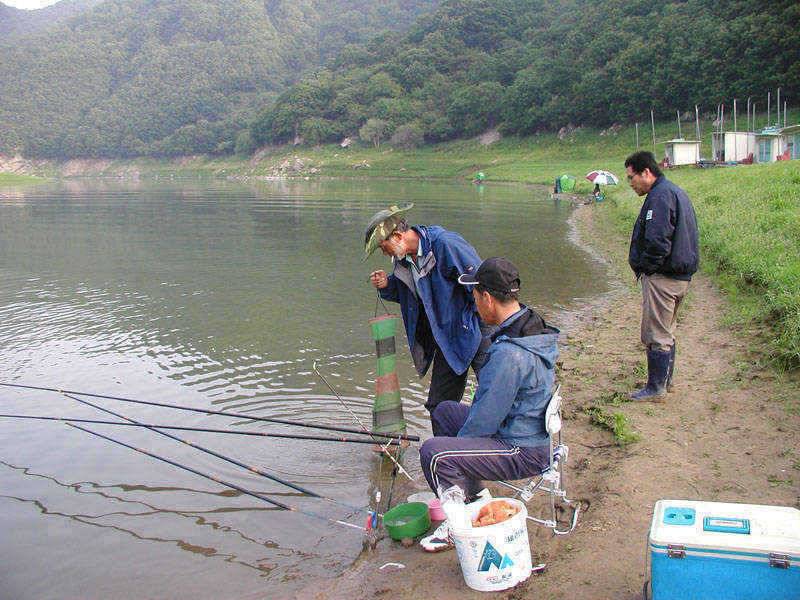 충주호 2728일 조황대낚에 80cm잉어가 (조황조행기 - 특파원조황)