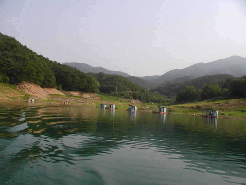 충주호 2728일 조황대낚에 80cm잉어가 (조황조행기 - 특파원조황)