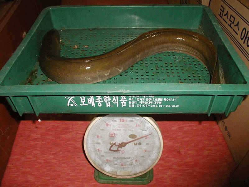 충주호 7전8기많에 대물장어을 품에않다 (조황조행기 - 특파원조황)