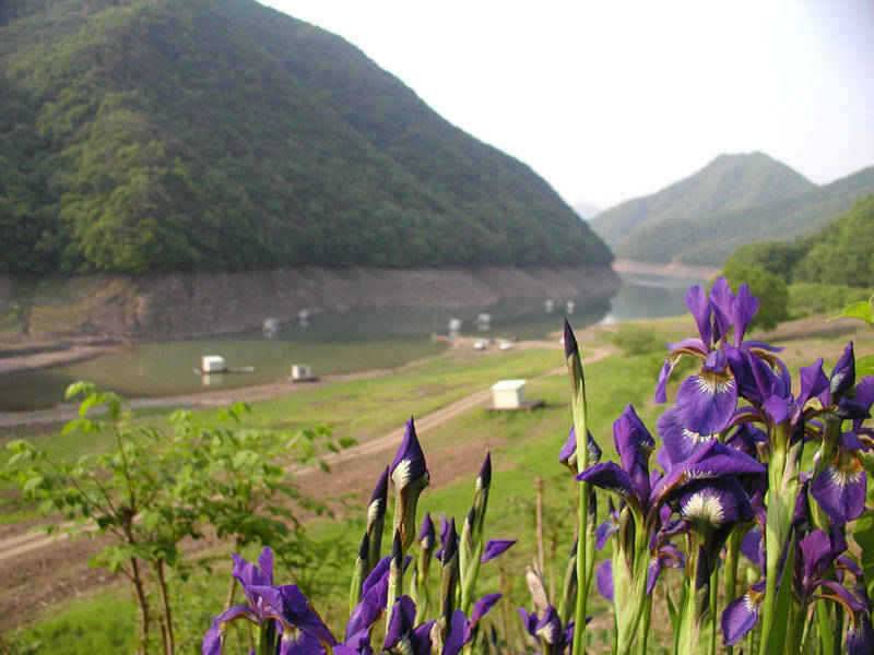충주호 오산리낚시터 붕어낚시 소식입니다 (조황조행기 - 특파원조황)