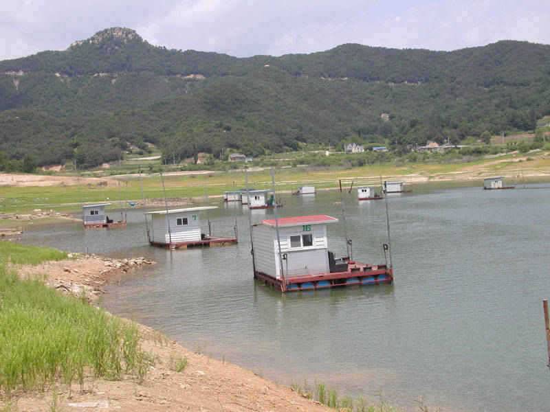 충주호 서운리 솔낚시터 월척에 마릿수 조과 (조황조행기 - 특파원조황)
