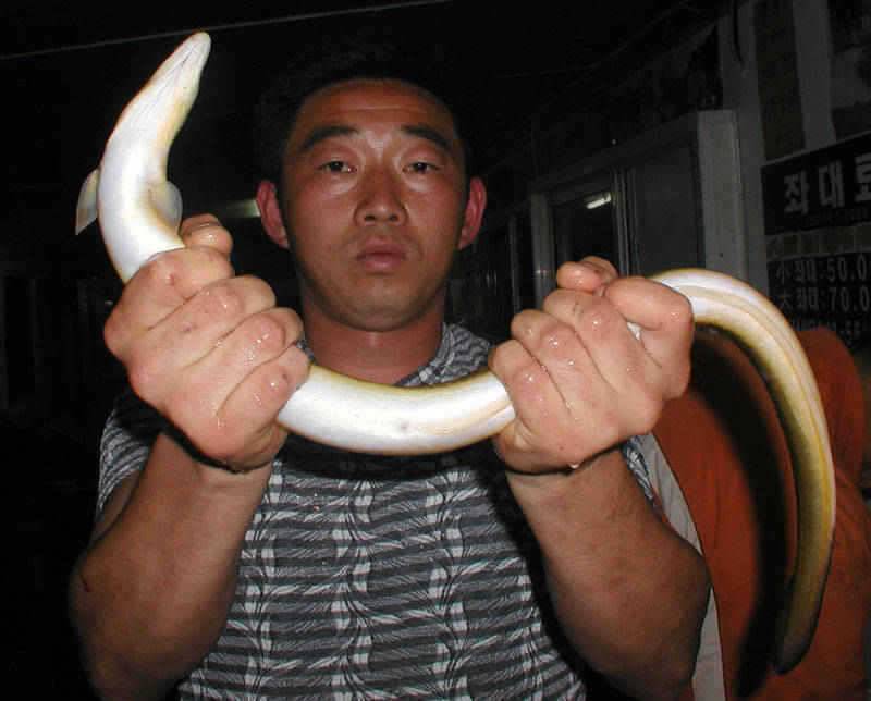 충주호 따뜻한 날씨속에 장어입질 시작 (조황조행기 - 특파원조황)