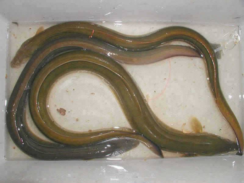 충주호 따뜻한 날씨속에 장어입질 시작 (조황조행기 - 특파원조황)