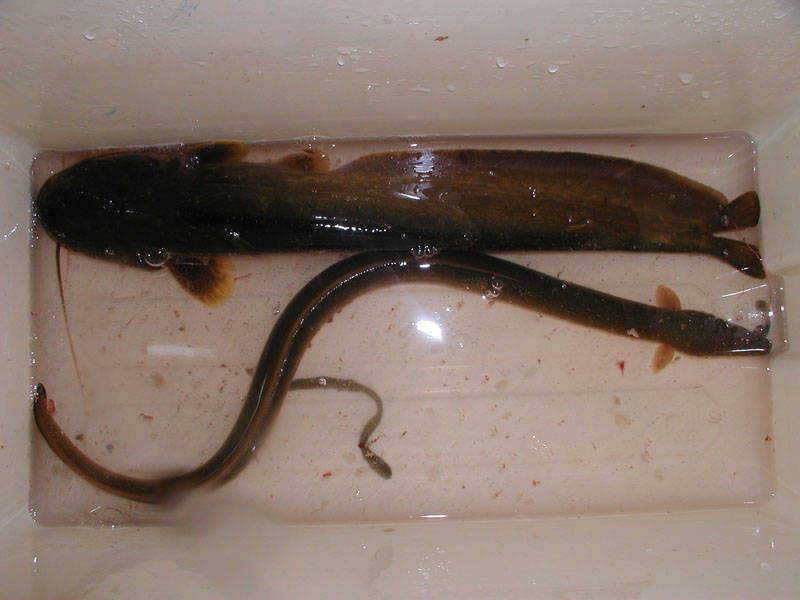 충주호 따뜻한 날씨속에 장어입질 시작 (조황조행기 - 특파원조황)