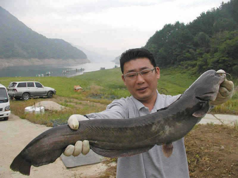 충주호 70cm급 토종메기와 장어낚시 소식입니다 (조황조행기 - 특파원조황)