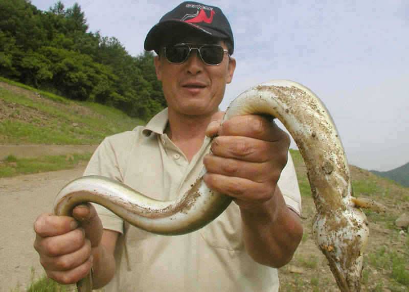 충주호 이제 대물장어가 움직이기 시작했습니다 (조황조행기 - 특파원조황)