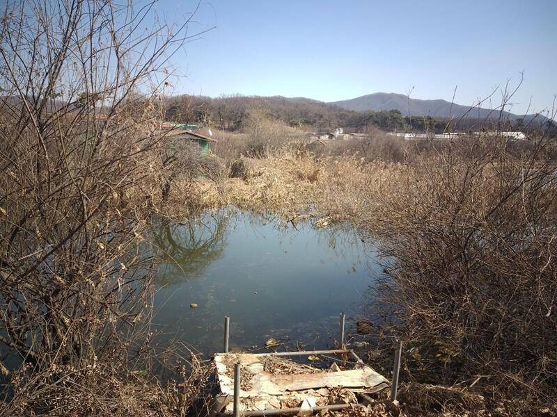 고삼지붕어들이 움직입니다 (조황조행기 - 특파원조황)