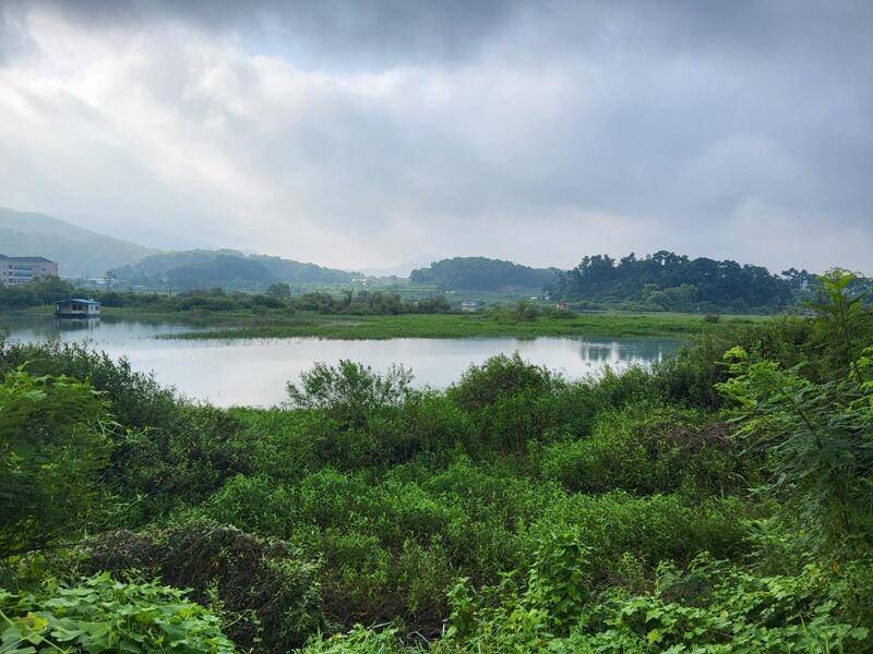 고삼지 붕어의 모습 (조황조행기 - 특파원조황)